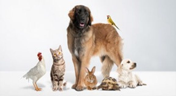 Soins des animaux