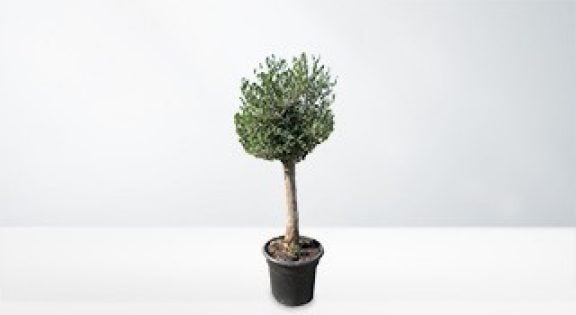Plantes naturelles