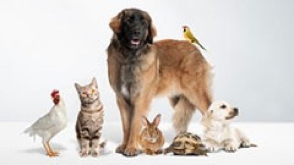 Dierenvoeding