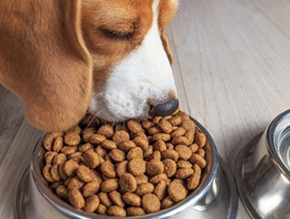 Nourriture pour animaux