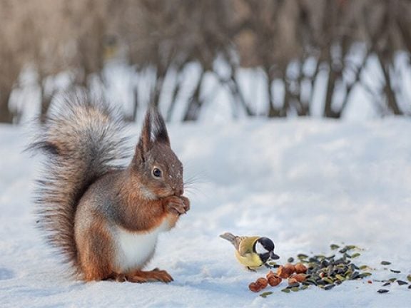 Nourriture d'hiver pour les écureuils