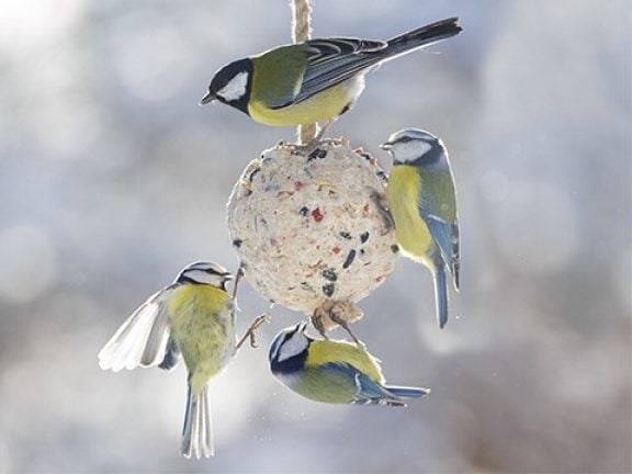 Nourriture d'hiver pour les oiseaux