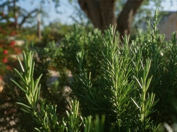 Plantes gélives hivernées dans une serre