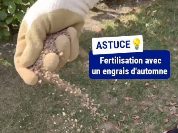 fertilisation
