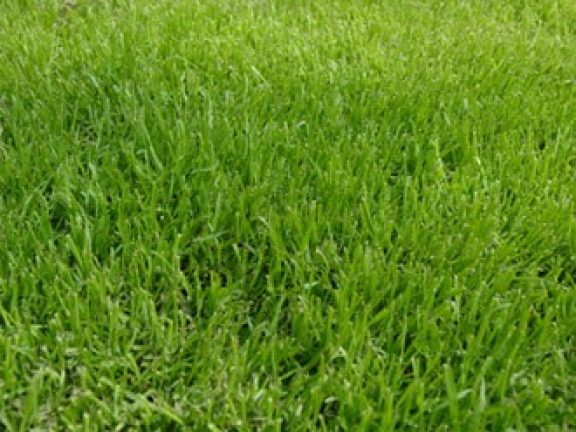 Graszaden