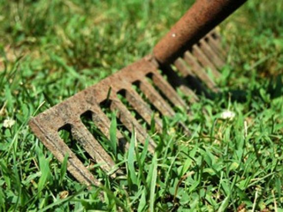 Basis voor graszaden