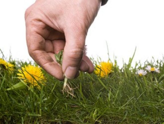 Combattre les mauvaises herbes