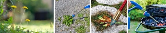 Éliminer les mauvaises herbes