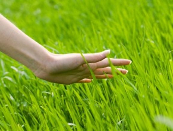 Entretien du jardin avril