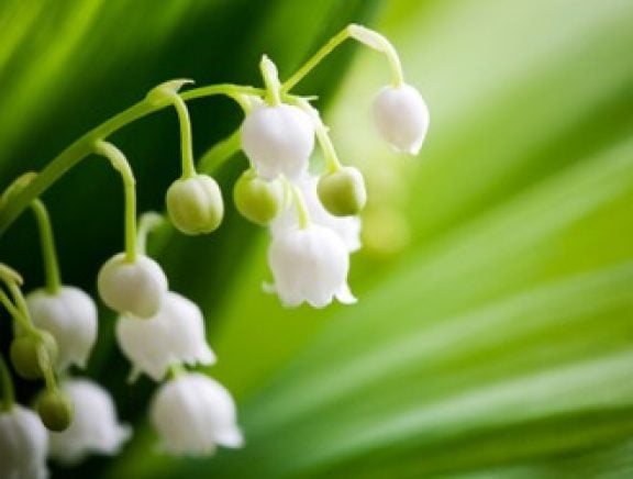 Entretien du jardin mai