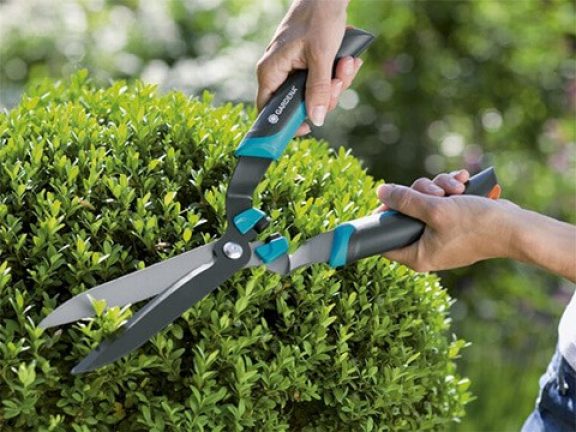 Buxus snoeien