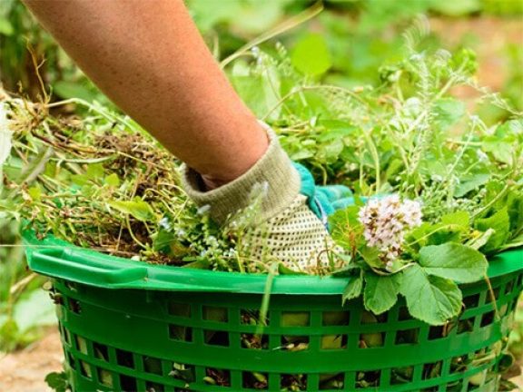 Entretien du jardin