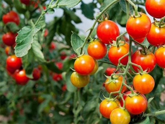 Récolte des tomates