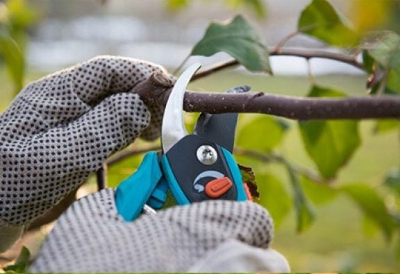 Entretien du jardin octobre
