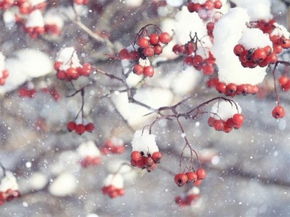 Entretien du jardin décembre