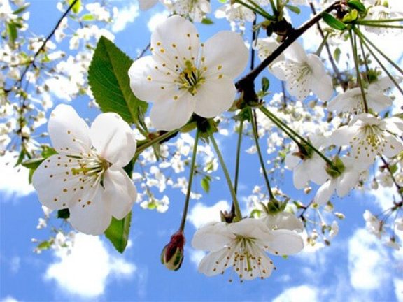 Bloemen