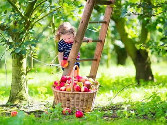 Cueillir des pommes dans le potager