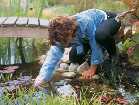 Protéger les plantes des bassins avec de la paille