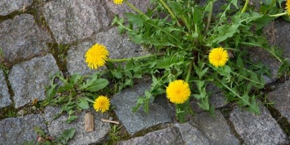 Éliminer les mauvaises herbes