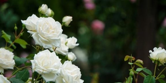 Tailler les rosiers