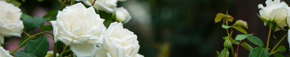 Tailler des rosiers