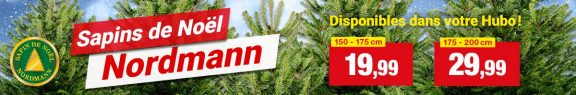 Sapins de Noël Nordmann chez Hubo